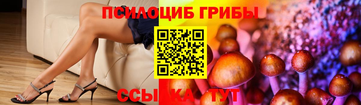 Галлюциногенные грибы Psilocybe Дербент